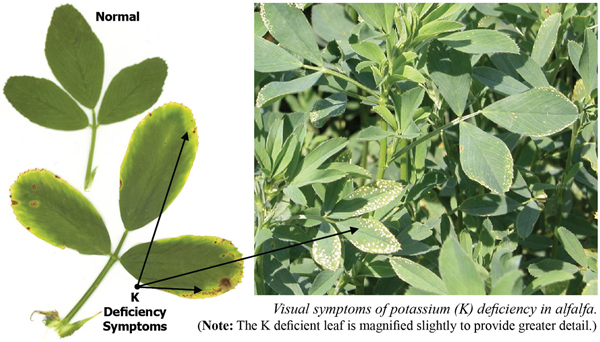 Visual symptoms of potassium (K) deficiency in alfalfa. (Note: the K deficient leaf is magnified slightly to provide greater detail.) Image of alfalfa leaves with inset of healthy and K-deficient leaves. The K-deficient leaves are yellowed around the margins